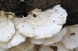 Trametes pubescens image