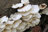 Trametes pubescens image