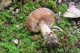 Armillaria gallica image