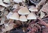 Mycena galericulata image