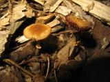 Conocybe rugosa image