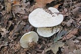 Clitocybe robusta image