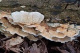 Trametopsis cervina image