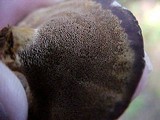Coltricia perennis image