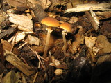 Conocybe rugosa image