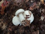 Clitocybe robusta image