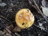 Tricholoma aurantium image