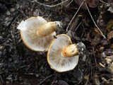 Tricholoma aurantium image