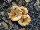 Tricholoma aurantium image