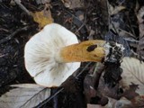 Tricholoma aurantium image