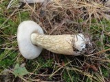 Tylopilus felleus image