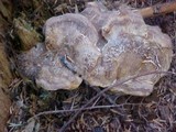 Bondarzewia occidentalis image