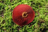Cortinarius semisanguineus image