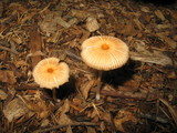 Parasola auricoma image