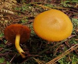 Tricholomopsis decora image