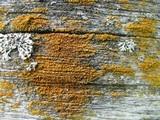Caloplaca microphyllina image