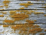 Caloplaca microphyllina image