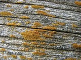 Caloplaca microphyllina image