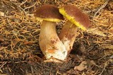 Boletellus mirabilis image