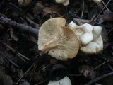 Clitocybe amarescens image
