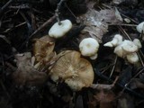 Clitocybe amarescens image