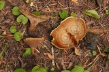Coltricia perennis image