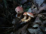 Cortinarius bolaris image