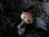 Cortinarius bolaris image