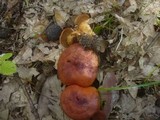 Cortinarius bolaris image