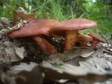 Cortinarius bolaris image