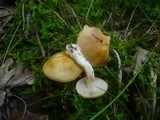 Cortinarius vibratilis image