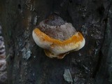 Gloeophyllum odoratum image