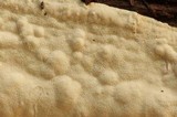 Antrodia carbonica image