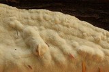 Antrodia carbonica image