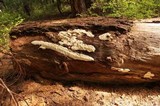 Antrodia carbonica image