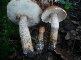 Leccinum aurantiacum image