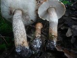 Leccinum aurantiacum image