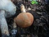 Leccinum aurantiacum image