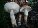 Leccinum aurantiacum image