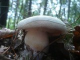 Leucopaxillus tricolor image
