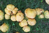 Suillus americanus image