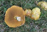 Suillus americanus image