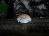 Postia fragilis image