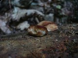 Postia fragilis image