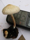 Chlorophyllum hortense image