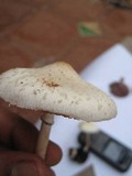 Chlorophyllum hortense image