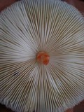 Chlorophyllum hortense image