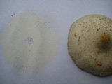 Chlorophyllum hortense image