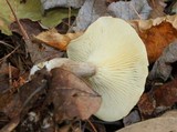Ampulloclitocybe clavipes image