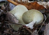 Ampulloclitocybe clavipes image